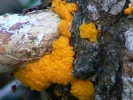 PICTURES/Sedona West Fork Fall Foliage/t_Mushroom - Orange Marmalade.JPG